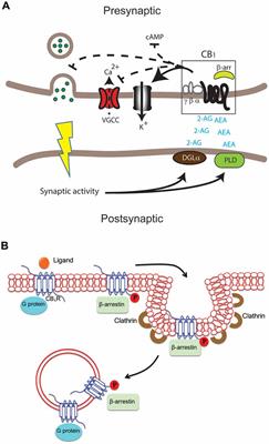 Cannabinoid Receptors in the Central Nervous System: Their Signaling and Roles in Disease